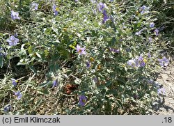 Solanum elaeagnifolium