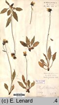 Hieracium glandulosodentatum (jastrzębiec zębatolistny)