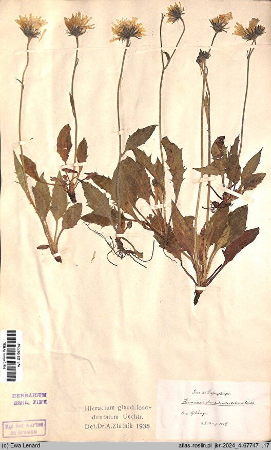 Hieracium glandulosodentatum (jastrzębiec zębatolistny)