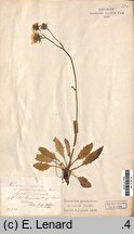 Hieracium glandulosodentatum (jastrzębiec zębatolistny)