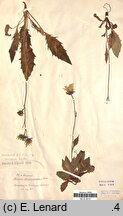 Hieracium glandulosodentatum (jastrzębiec zębatolistny)