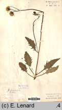 Hieracium glandulosodentatum (jastrzębiec zębatolistny)