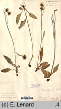 Hieracium glandulosodentatum (jastrzębiec zębatolistny)