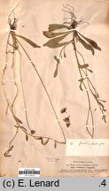 Pilosella macrostolona (kosmaczek długorozłogowy)