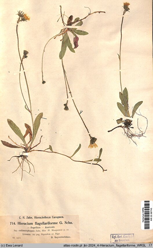 Pilosella flagellariformis (kosmaczek rozłogowaty)