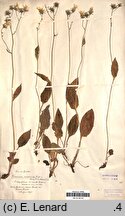 Hieracium moravicum (jastrzębiec morawski)