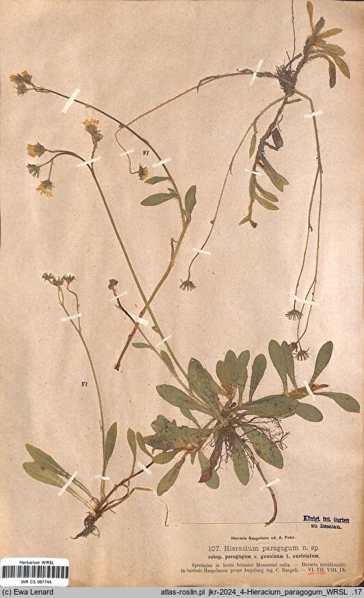 Pilosella paragoga (kosmaczek złudny)