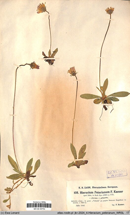 Pilosella cernua (kosmaczek zwieszony)