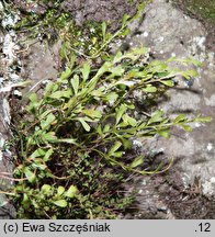 Asplenium ×alternifolium (zanokcica niemiecka)