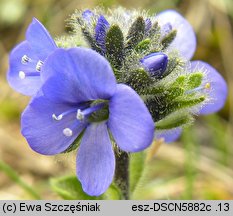 Veronica bellidioides (przetacznik stokrotkowy)