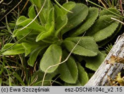 Veronica bellidioides (przetacznik stokrotkowy)