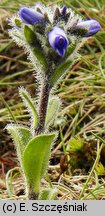 Veronica bellidioides (przetacznik stokrotkowy)