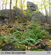 Polypodium ×mantoniae (paprotka mieszańcowa)