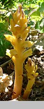 Orobanche lucorum (zaraza berberysowa)