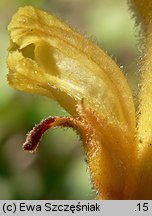 Orobanche lucorum (zaraza berberysowa)