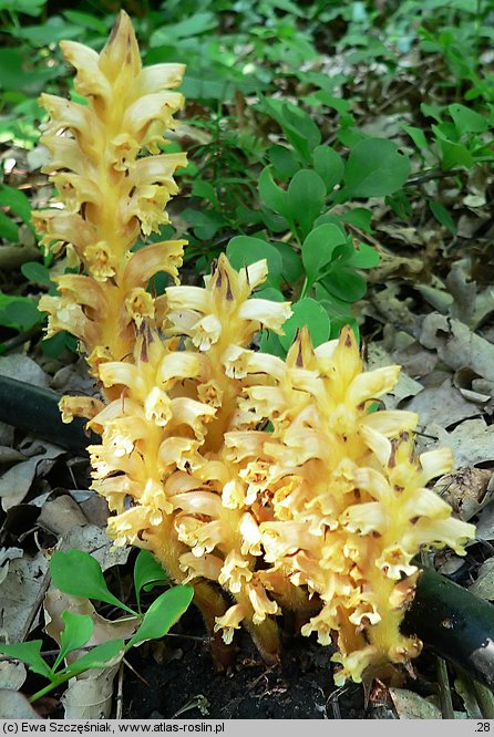 Orobanche lucorum (zaraza berberysowa)