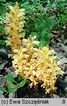 Orobanche lucorum (zaraza berberysowa)