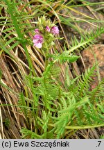 Pedicularis sudetica (gnidosz sudecki)