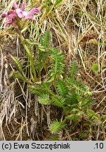 Pedicularis sudetica (gnidosz sudecki)