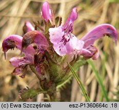 Pedicularis sudetica (gnidosz sudecki)