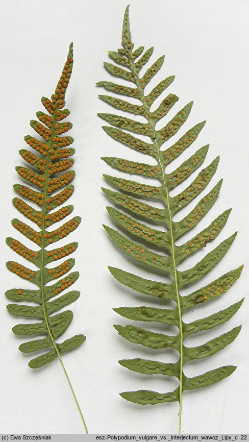 Polypodium interjectum (paprotka pośrednia)