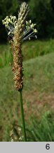 Plantago lanceolata (babka lancetowata)