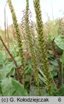 Plantago major (babka zwyczajna)