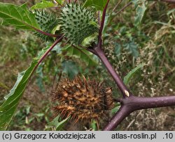 Datura stramonium (bieluń dziędzierzawa)