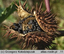 Datura stramonium (bieluń dziędzierzawa)