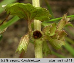 Glechoma hederacea (bluszczyk kurdybanek)