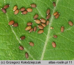Glechoma hederacea (bluszczyk kurdybanek)