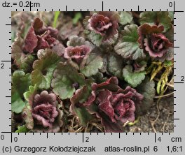 Glechoma hederacea (bluszczyk kurdybanek)