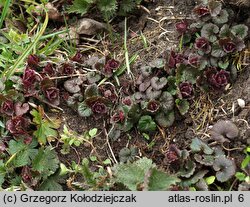 Glechoma hederacea (bluszczyk kurdybanek)