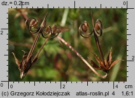 Geranium palustre (bodziszek błotny)