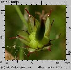 Geranium palustre (bodziszek błotny)