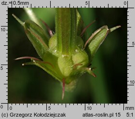 Geranium palustre (bodziszek błotny)