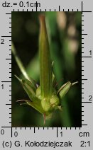 Geranium palustre (bodziszek błotny)