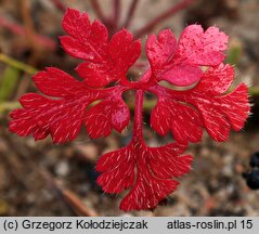 Geranium robertianum (bodziszek cuchnący)