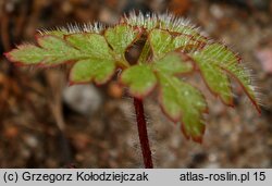 Geranium robertianum (bodziszek cuchnący)