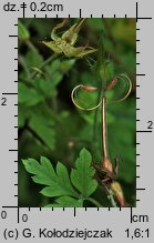 Geranium robertianum (bodziszek cuchnący)