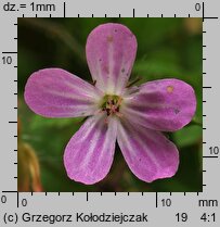 Geranium robertianum (bodziszek cuchnący)