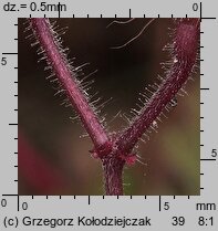 Geranium robertianum (bodziszek cuchnący)