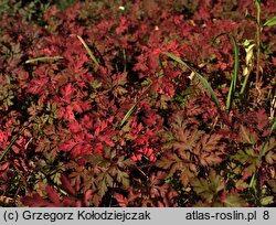 Geranium robertianum (bodziszek cuchnący)