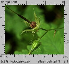 Geranium robertianum (bodziszek cuchnący)