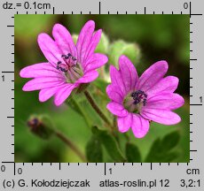 Geranium molle (bodziszek kosmaty)