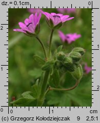 Geranium molle (bodziszek kosmaty)