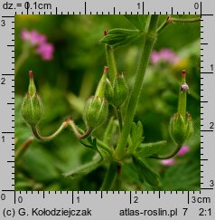 Geranium molle (bodziszek kosmaty)