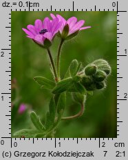 Geranium molle (bodziszek kosmaty)