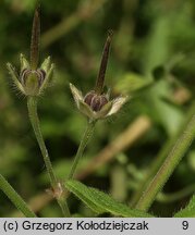 Geranium molle (bodziszek kosmaty)