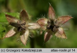 Geranium molle (bodziszek kosmaty)